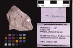 Foto (Objekt + Etiketten) von Decapoda indet. (NHMW-GEO-1990-0041-0122a)